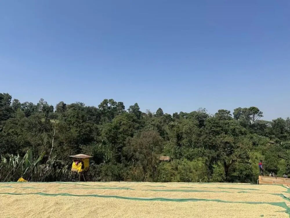 Guide to Yirgacheffe Natural Konga Coffee Beans | Features of the Ethiopian Region and Brewing Tips for Fruity Flavors
