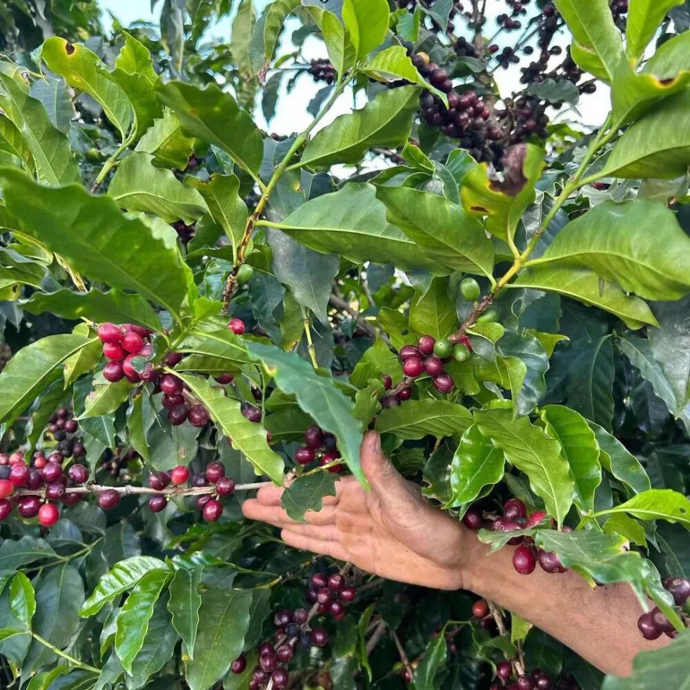 A Complete Guide to Brazilian Coffee Beans | Origins, Varieties, Yellow Bourbon Natural, and Pour Over Techniques