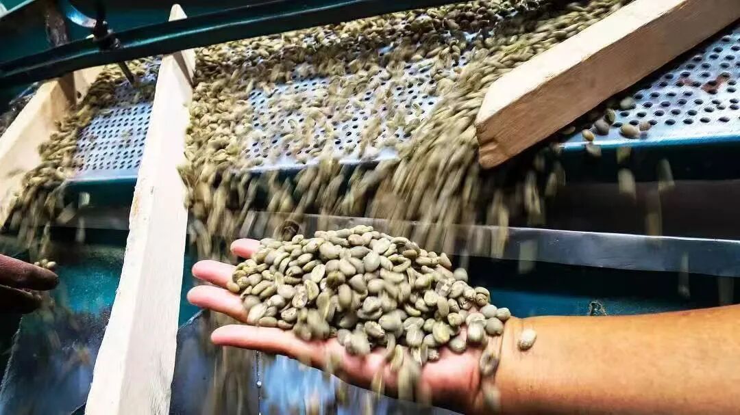 Analysis of Indonesia's Wet-Hulling Process | A Complete Guide to Differences from Washed Process and Flavor Characteristics