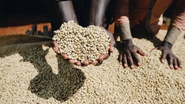 Ethiopia vs Kenya Coffee: Varieties, Processing Methods, and Flavor Profiles | Pour Over Beginner’s Guide