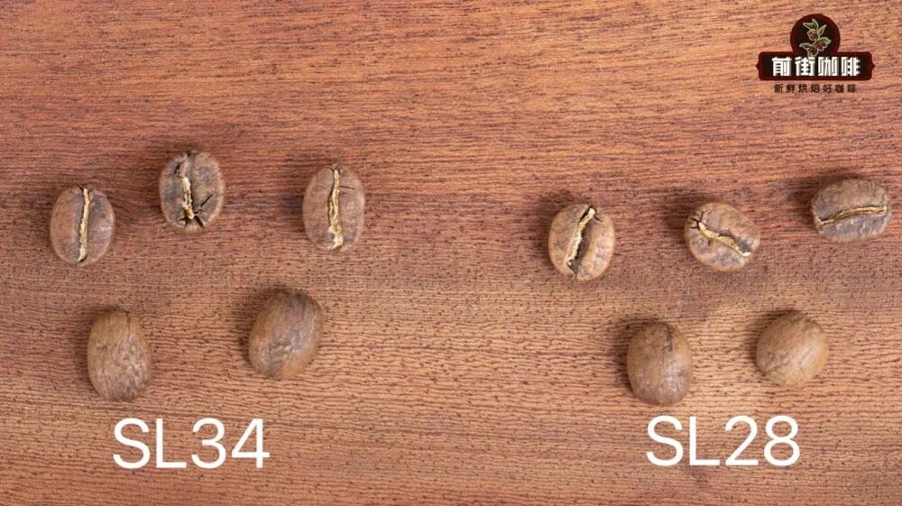 Ethiopia vs Kenya Coffee: Varieties, Processing Methods, and Flavor Profiles | Pour Over Beginner’s Guide