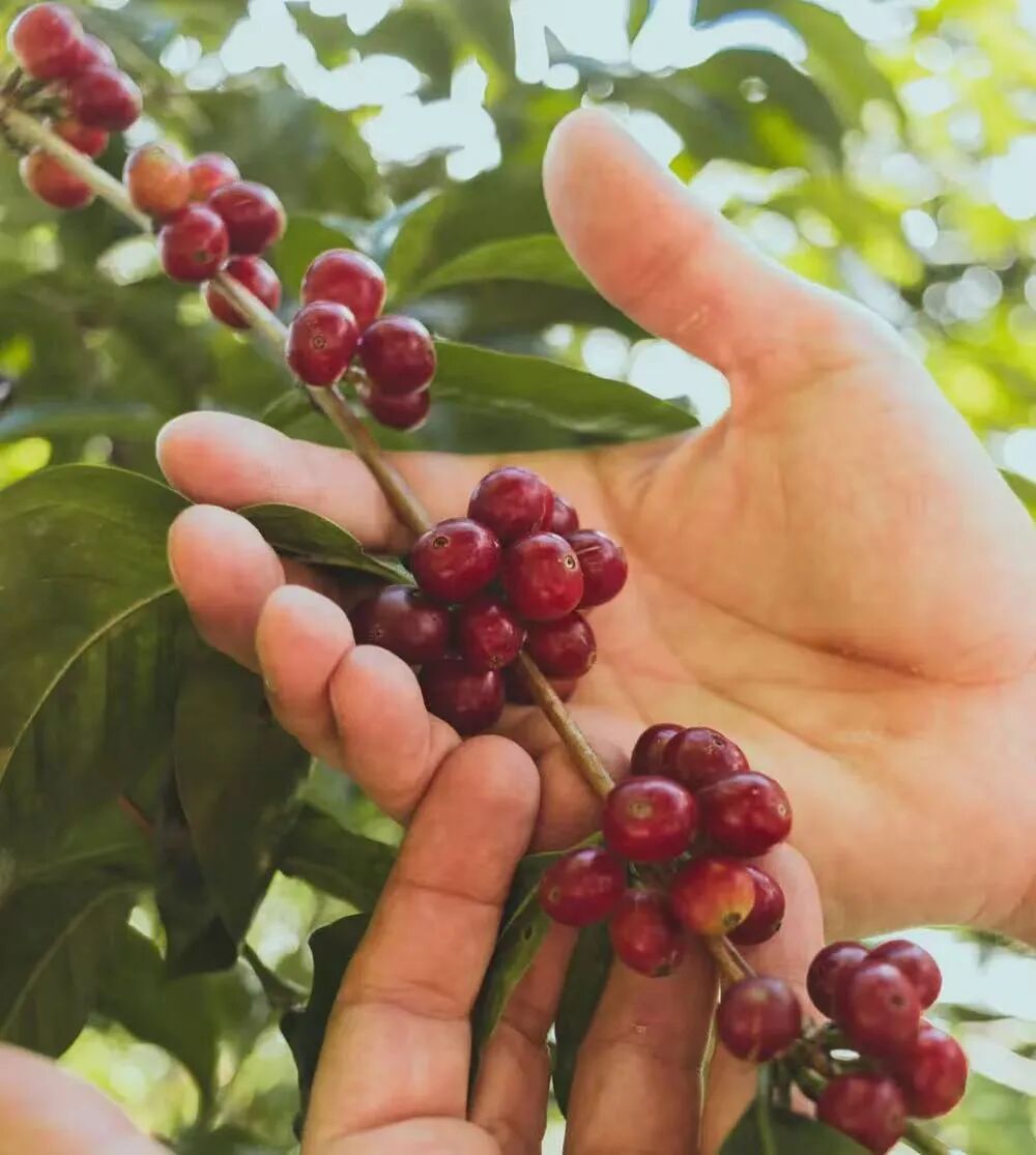 What’s the difference between Caturra and Catuai coffee beans? A comprehensive analysis of flavor profiles and growing advantages