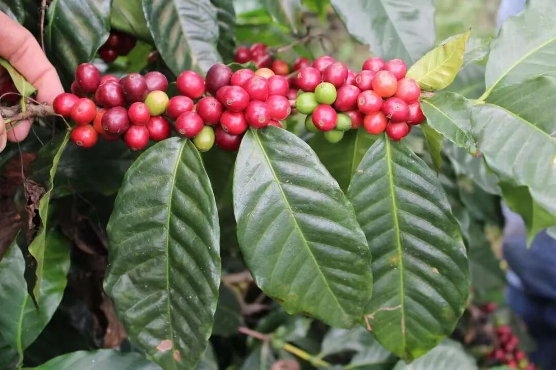 What’s the difference between Caturra and Catuai coffee beans? A comprehensive analysis of flavor profiles and growing advantages