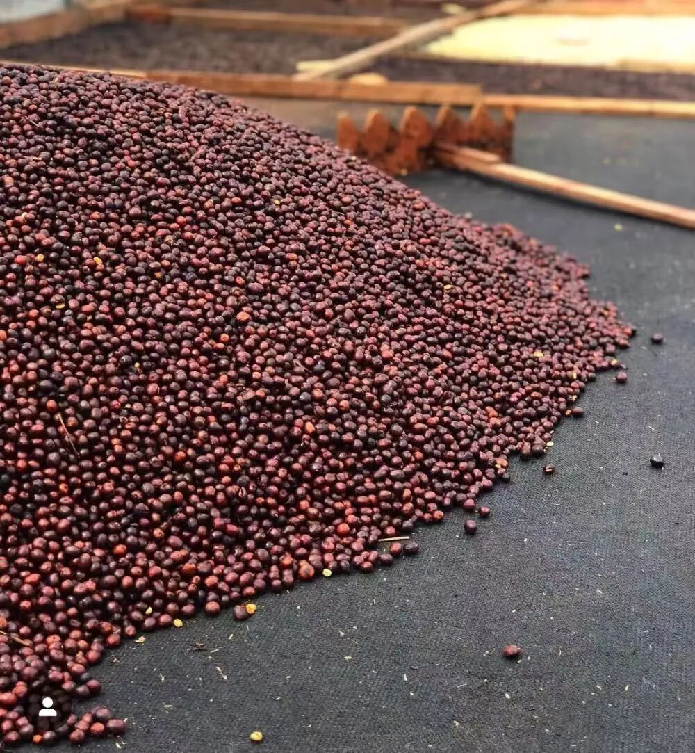 What’s the difference between Caturra and Catuai coffee beans? A comprehensive analysis of flavor profiles and growing advantages