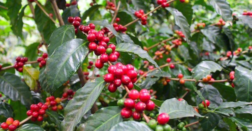 A Comprehensive Guide to the Caturra Coffee Variety: Flavor Profile, Pros & Cons, and Pour Over Brewing Techniques