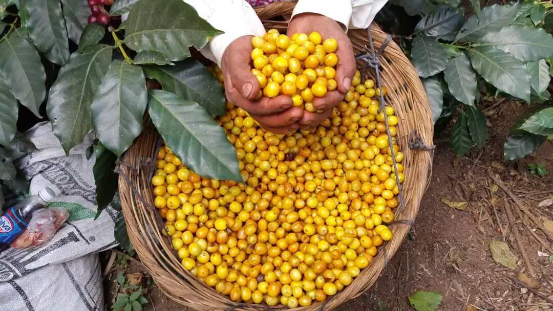A Comprehensive Guide to the Caturra Coffee Variety: Flavor Profile, Pros & Cons, and Pour Over Brewing Techniques