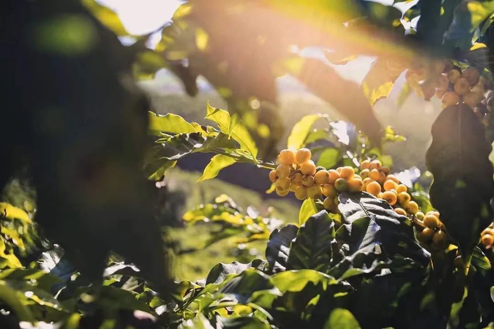 Flavor Profile of Brazilian Yellow Bourbon Coffee Beans | Pour Over Recommendations & Variety Origins Guide