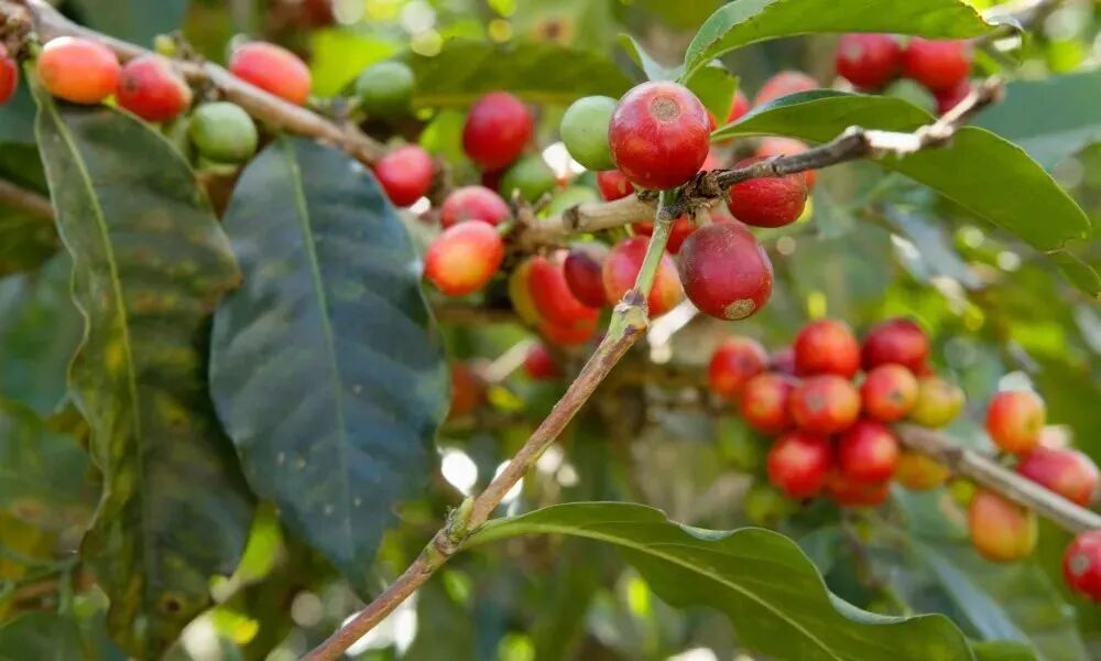 Flavor Profile of Brazilian Yellow Bourbon Coffee Beans | Pour Over Recommendations & Variety Origins Guide