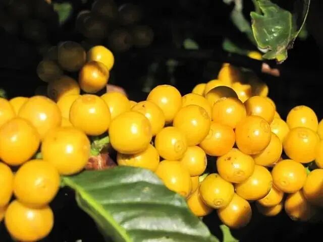 Flavor Profile of Brazilian Yellow Bourbon Coffee Beans | Pour Over Recommendations & Variety Origins Guide