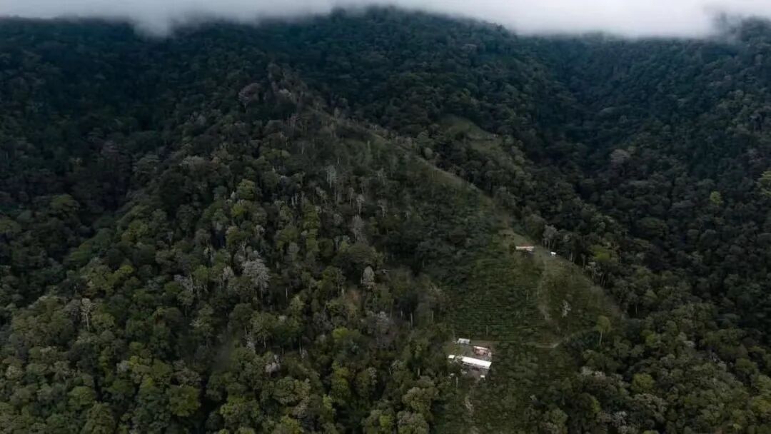 A Beginner's Guide to Panamanian Coffee Beans | Exploring the Conditions of the Boquete Region and Premium Varieties