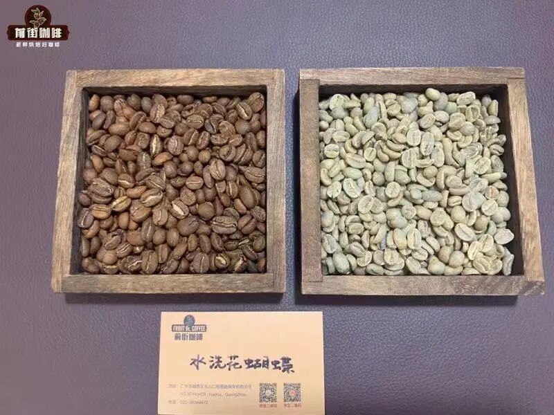 A Beginner's Guide to Panamanian Coffee Beans | Exploring the Conditions of the Boquete Region and Premium Varieties