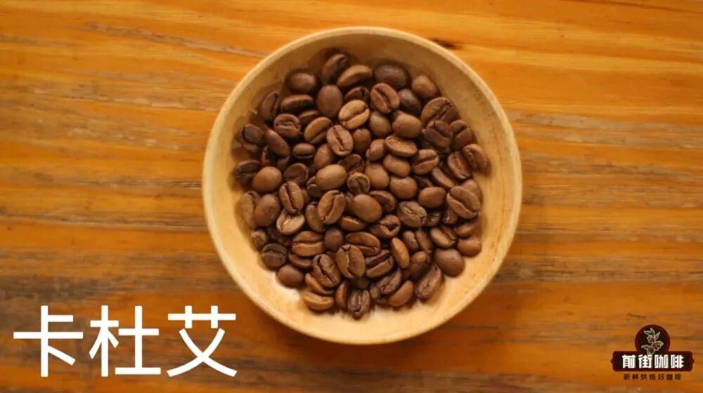 A Beginner's Guide to Panamanian Coffee Beans | Exploring the Conditions of the Boquete Region and Premium Varieties