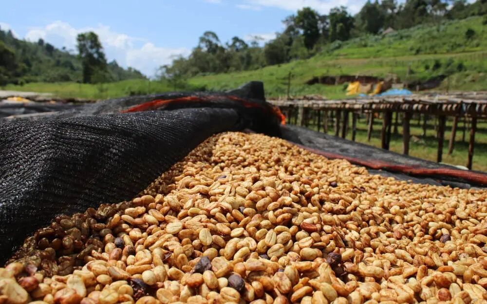 A Complete Guide to Coffee Processing Methods: Flavor Differences and Characteristics of Natural, Washed, Honey, and Pulped Natural