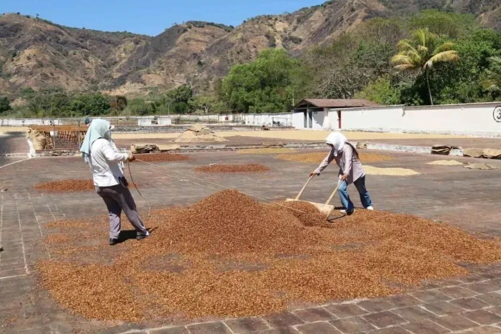 A Complete Guide to Coffee Processing Methods: Flavor Differences and Characteristics of Natural, Washed, Honey, and Pulped Natural