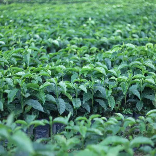 How to brew Bolivian coffee beans? A complete analysis of the reasons for their scarce production and brewing parameters