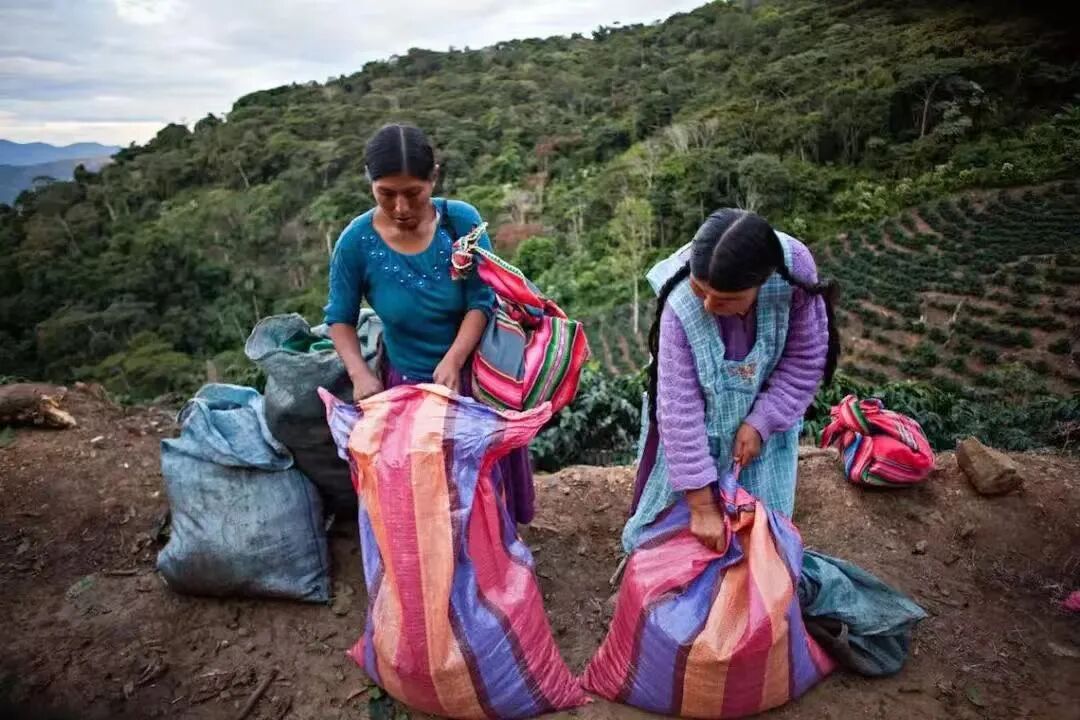 How to brew Bolivian coffee beans? A complete analysis of the reasons for their scarce production and brewing parameters