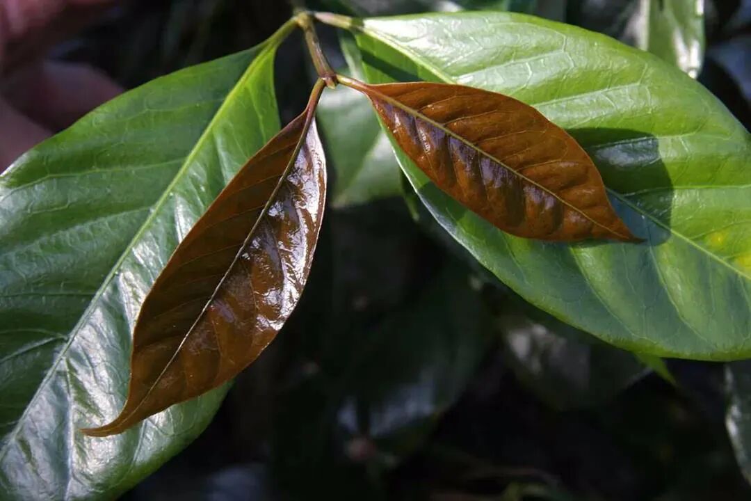How to brew Bolivian coffee beans? A complete analysis of the reasons for their scarce production and brewing parameters