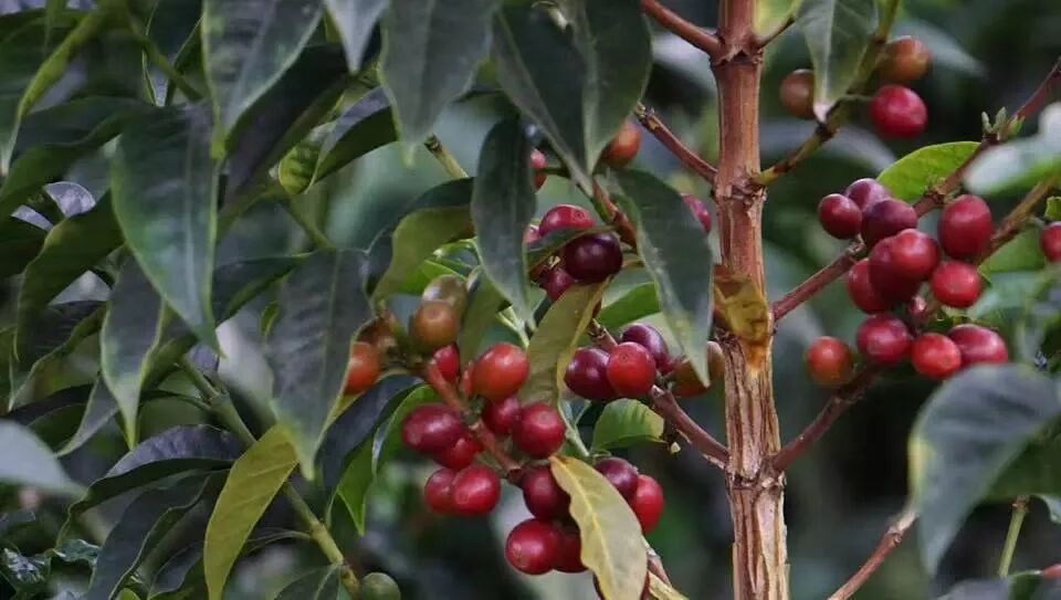How to brew Bolivian coffee beans? A complete analysis of the reasons for their scarce production and brewing parameters