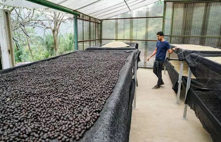 How to brew Bolivian coffee beans? A complete analysis of the reasons for their scarce production and brewing parameters