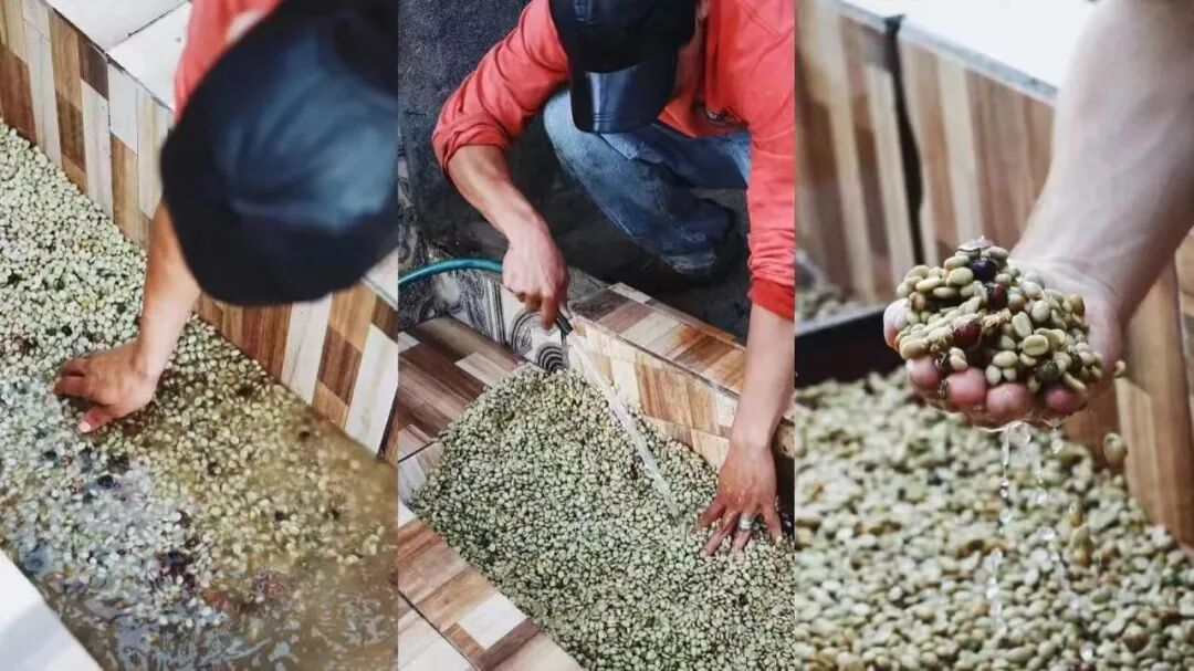 Must-read for pour over coffee lovers! What’s the difference between natural and washed beans? Understand how to identify them and their flavor profiles in 5 minutes