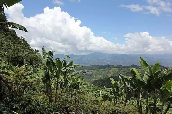 Guatemalan Coffee Beans Explained | Where Does the Smoky Flavor Come From? A Complete Guide to Pour Over Flavors and Regional Differences