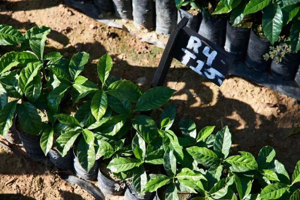 Guatemalan Coffee Beans Explained | Where Does the Smoky Flavor Come From? A Complete Guide to Pour Over Flavors and Regional Differences