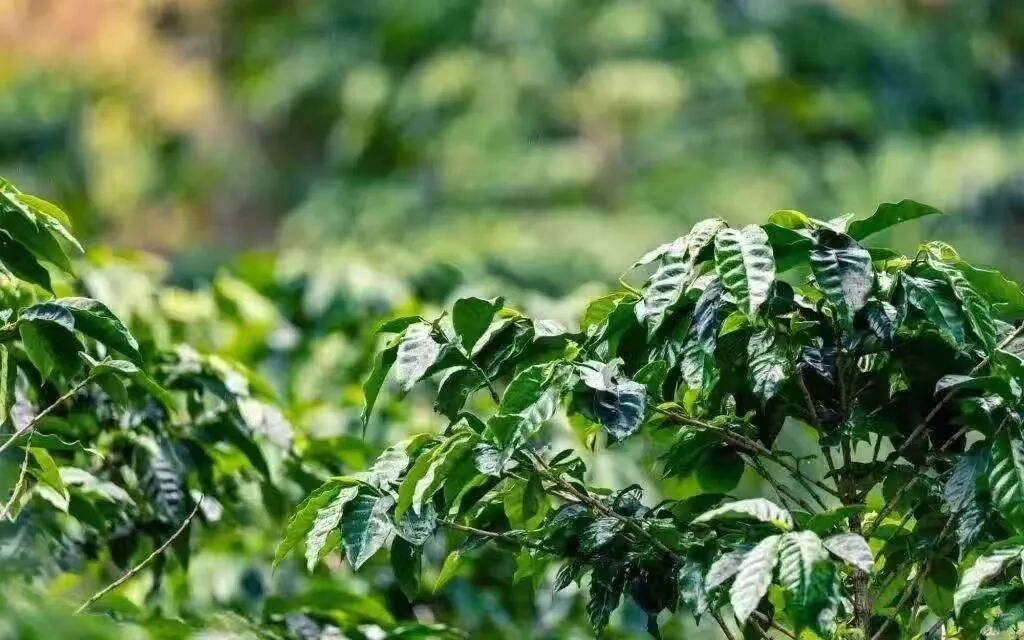 French Press Brewing of Geisha | A Comprehensive Analysis of Regional Flavor Variations and Beginner-Friendly Brewing Parameters