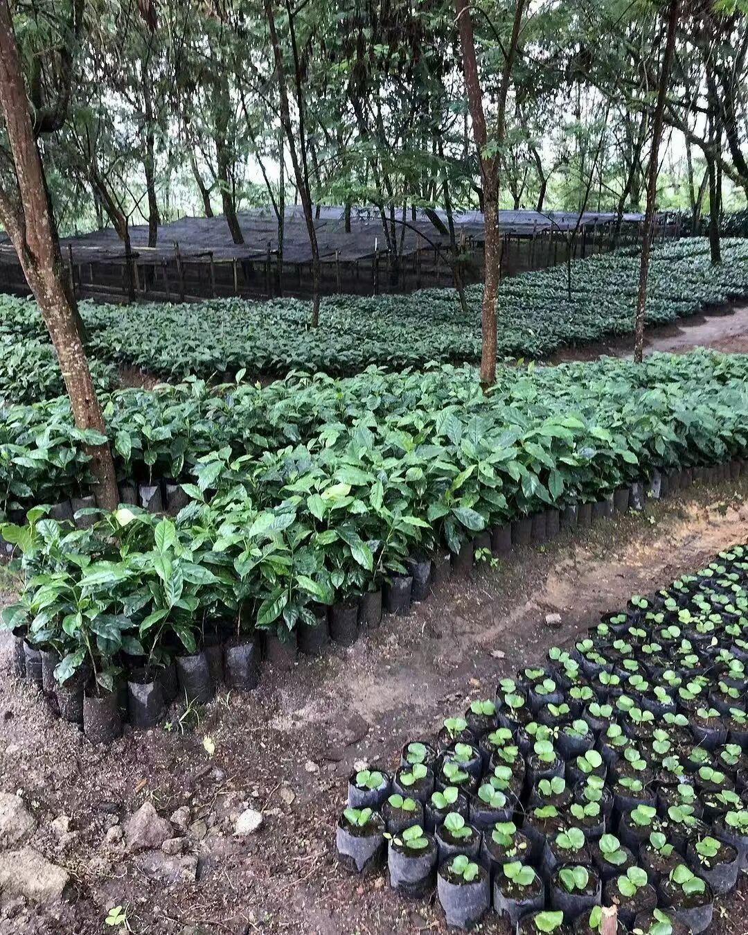 Analysis of Three Famous Indonesian Coffee Beans | Master Their Flavor Profiles and Brewing Recommendations in One Go