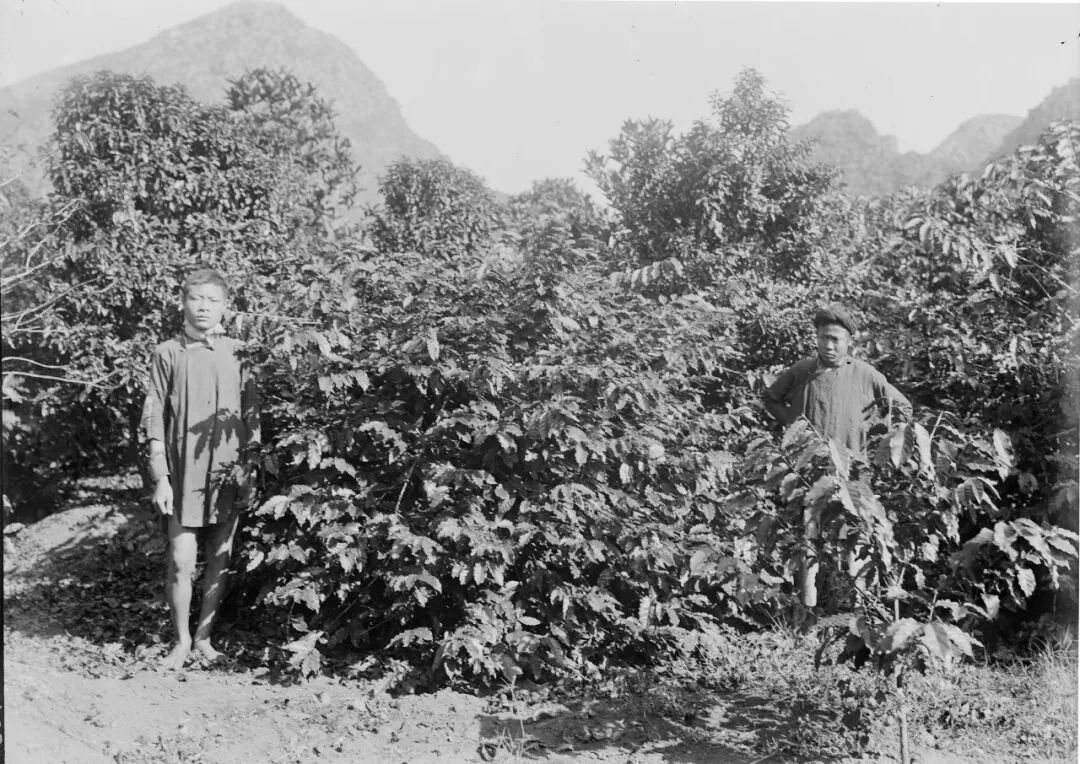 Analysis of Three Famous Indonesian Coffee Beans | Master Their Flavor Profiles and Brewing Recommendations in One Go