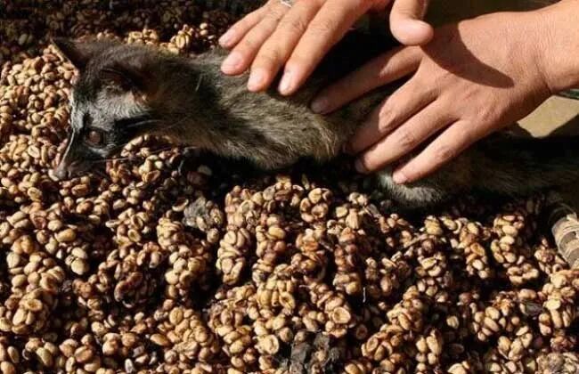 Analysis of Three Famous Indonesian Coffee Beans | Master Their Flavor Profiles and Brewing Recommendations in One Go