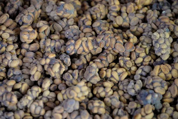 Analysis of Three Famous Indonesian Coffee Beans | Master Their Flavor Profiles and Brewing Recommendations in One Go