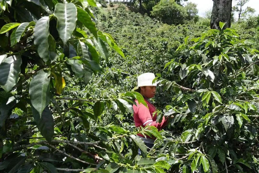 A Complete Guide to Honduras Coffee Regions | Flavors, Grades, and Brewing Recommendations of Six Major Areas