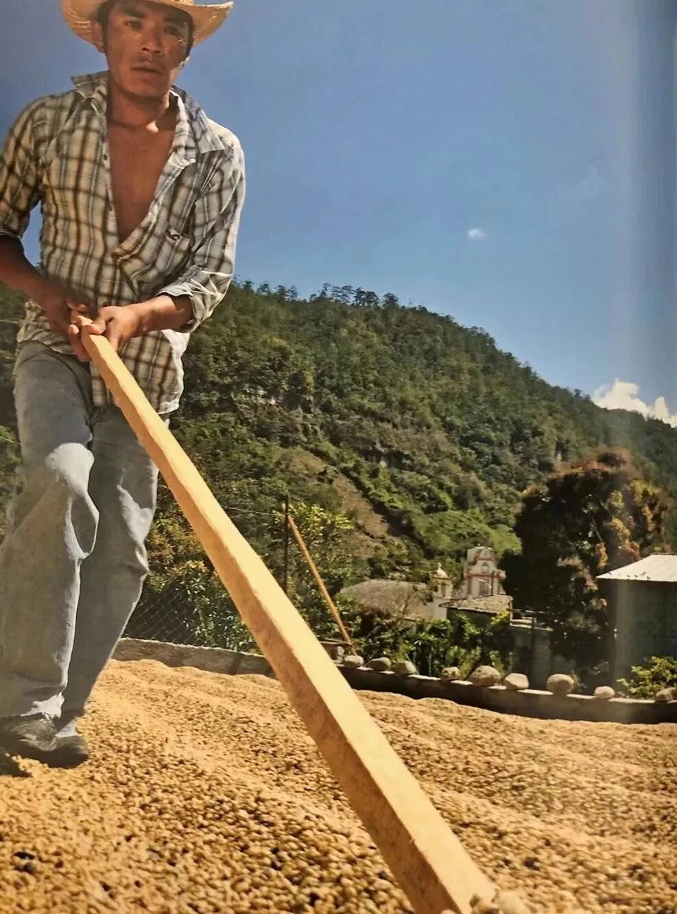 A Complete Guide to Honduras Coffee Regions | Flavors, Grades, and Brewing Recommendations of Six Major Areas