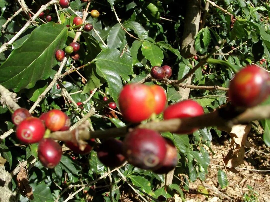 A Complete Guide to Arabica vs Robusta Beans: Origins, Flavor, Appearance Differences, and Buying Tips for Beginners