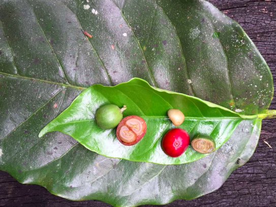 A Complete Guide to Arabica vs Robusta Beans: Origins, Flavor, Appearance Differences, and Buying Tips for Beginners