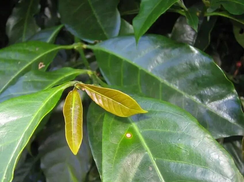 A Complete Guide to Arabica vs Robusta Beans: Origins, Flavor, Appearance Differences, and Buying Tips for Beginners