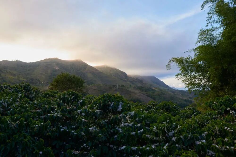 A Comprehensive Guide to Colombian Specialty Coffee Beans: From Regional Characteristics to the Chocolatey Flavor of Huila