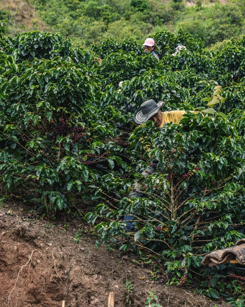 A Comprehensive Guide to Colombian Specialty Coffee Beans: From Regional Characteristics to the Chocolatey Flavor of Huila