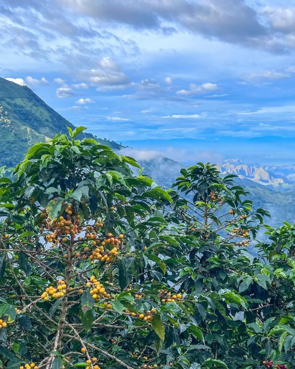 A Comprehensive Guide to Colombian Specialty Coffee Beans: From Regional Characteristics to the Chocolatey Flavor of Huila