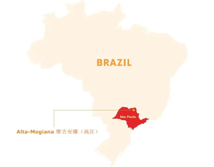A Complete Guide to Brazilian Coffee Regions | Flavors, Grading, Processing Methods, and Pour Over Recommendations