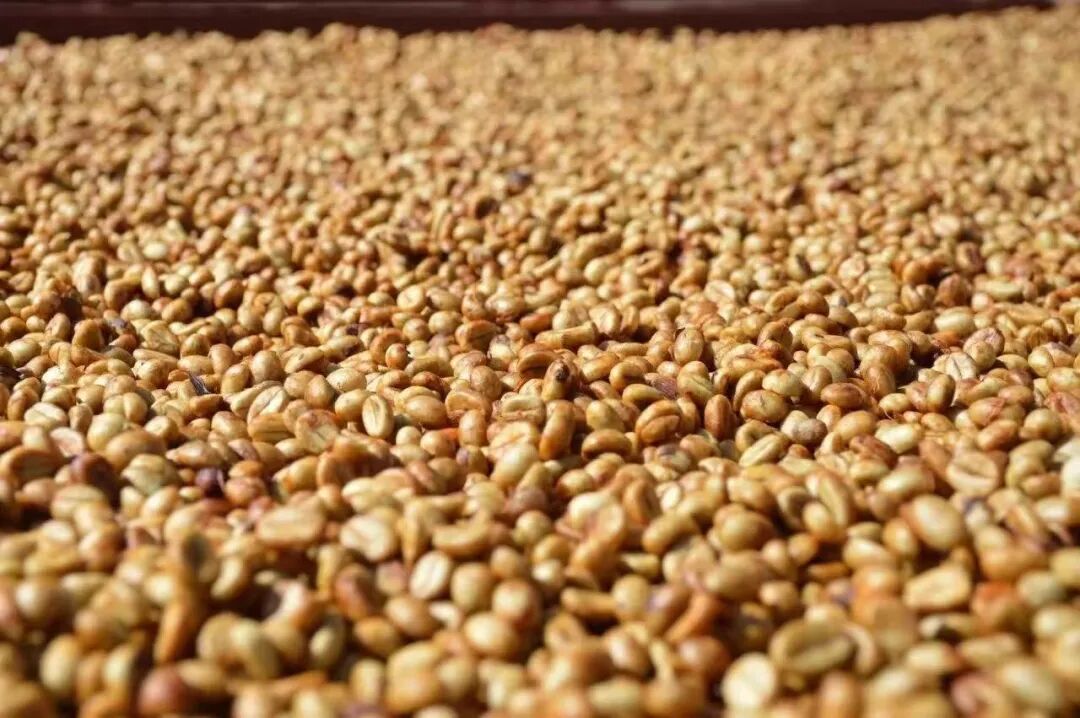 A Complete Guide to Brazilian Coffee Regions | Flavors, Grading, Processing Methods, and Pour Over Recommendations