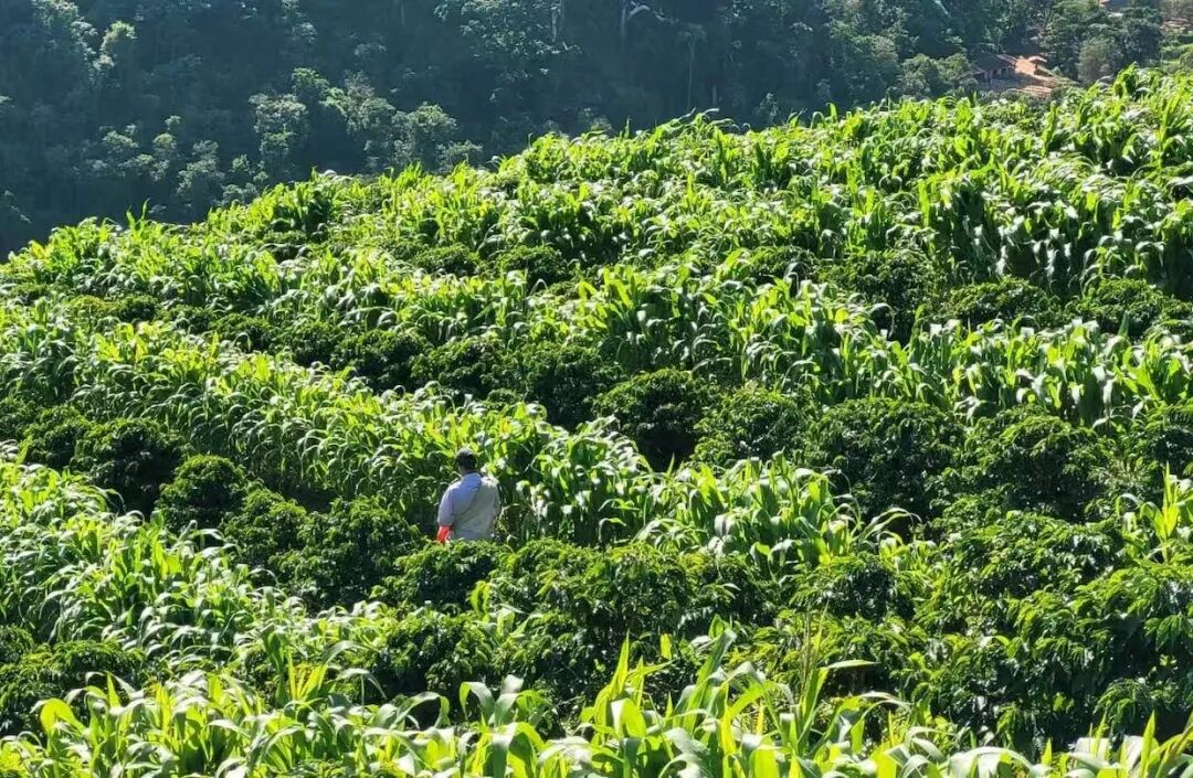 A Complete Guide to Brazilian Coffee Regions | Flavors, Grading, Processing Methods, and Pour Over Recommendations