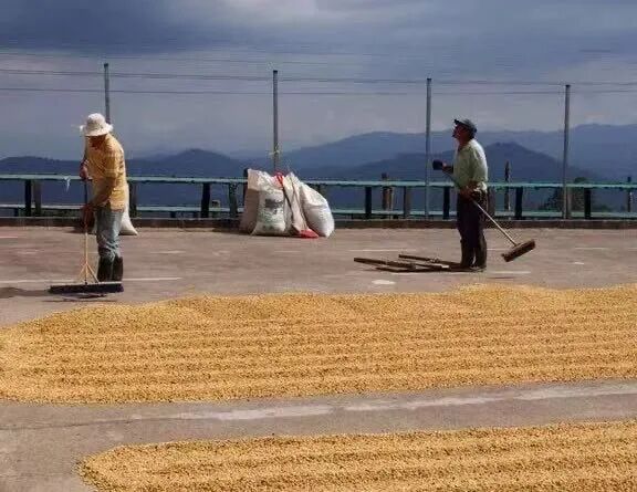 Flavor Analysis of Costa Rica Honey Processed Coffee Beans | Pour Over Parameters and Introduction to the Three Major Honey Processing Types