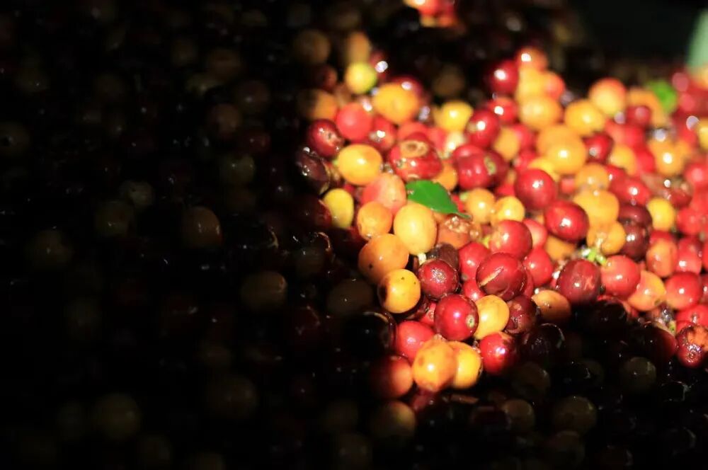 Flavor Analysis of Costa Rica Honey Processed Coffee Beans | Pour Over Parameters and Introduction to the Three Major Honey Processing Types