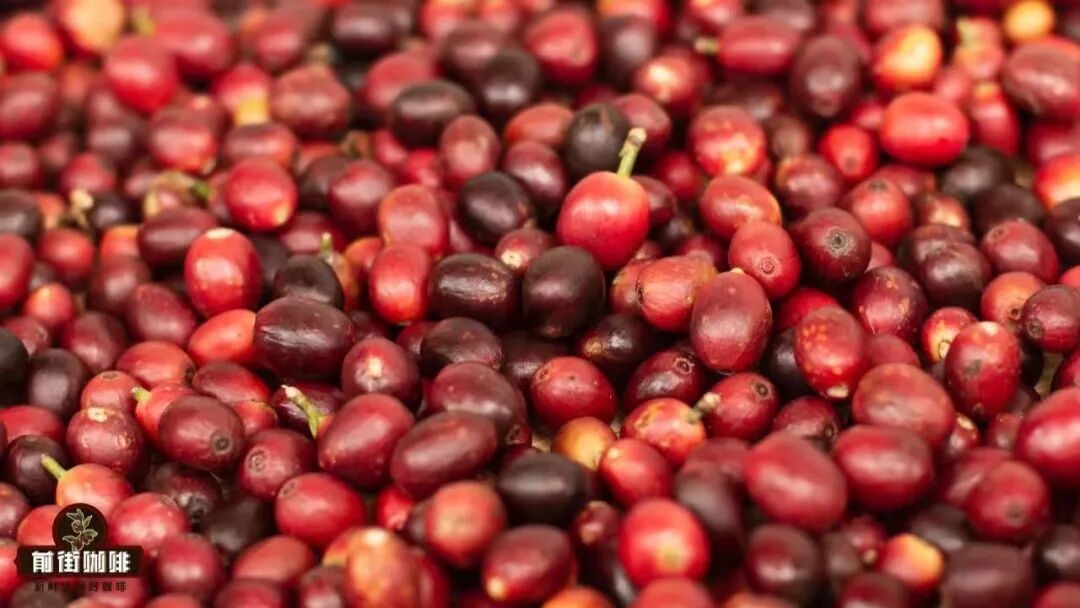 Flavor Analysis of Costa Rica Honey Processed Coffee Beans | Pour Over Parameters and Introduction to the Three Major Honey Processing Types
