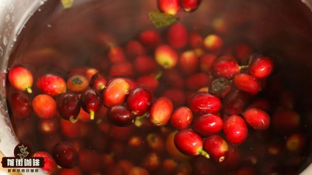 Flavor Analysis of Costa Rica Honey Processed Coffee Beans | Pour Over Parameters and Introduction to the Three Major Honey Processing Types