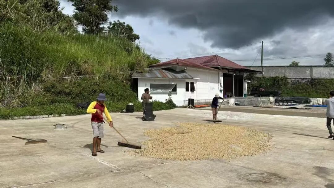 A Complete Guide to Indonesian Coffee Regions | The Origins of Mandheling Flavor and Brewing Secrets of Golden Mandheling
