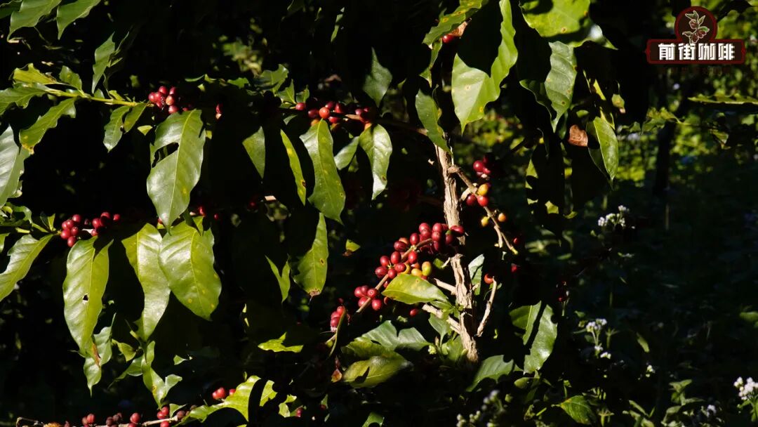 How to extract floral notes in pour over? Brewing techniques and flavor profile of Ethiopia Yirgacheffe Guji Dingding