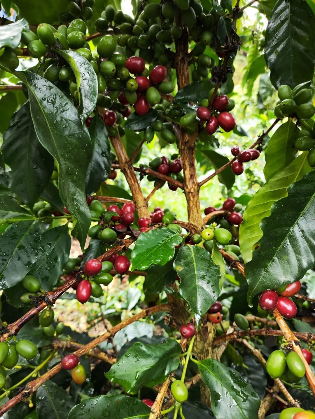 A Complete Guide to Colombia Medellín Supremo Coffee: Varietal Characteristics, Regional Flavors, and Pour Over Parameters