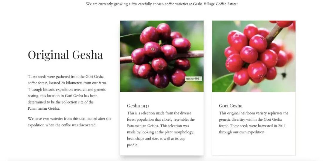 Why are Panamanian Geisha coffee beans unique? Global production regions and flavor profile analysis